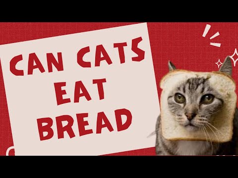 Can Cats Eat Bread? What Every Cat Lover Should Know #can cats eat bread