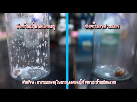 วิธีกำจัดแมลงสาบ