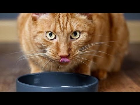 Cat 😸#youtubeshorts #shortvideo #shorts #funnycats #funnyanimals funnya