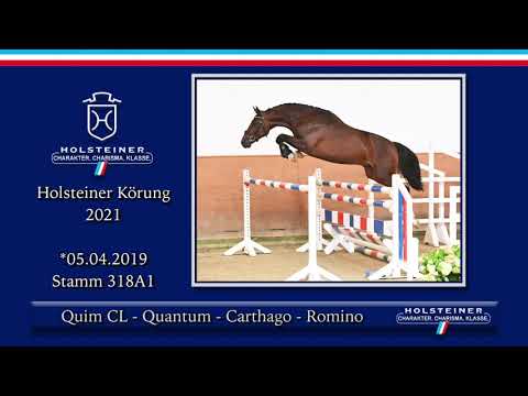 Holsteiner Körlot 2021 | Nr. 54 v. Quim CL - Quantum - Carthago - Romino