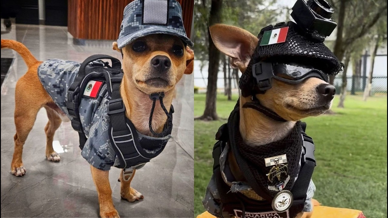 "COMANDO CHIHUAHUA" EL PERRO que SE GANÓ EL AMOR y EL RESPETO del MUNDO