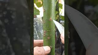 Download lagu Cara okulasi pohon alpukat #okulasi #grafting #avocadografting #graftingtechniques #shorts mp3