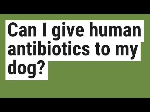 Can I give human antibiotics to my dog?