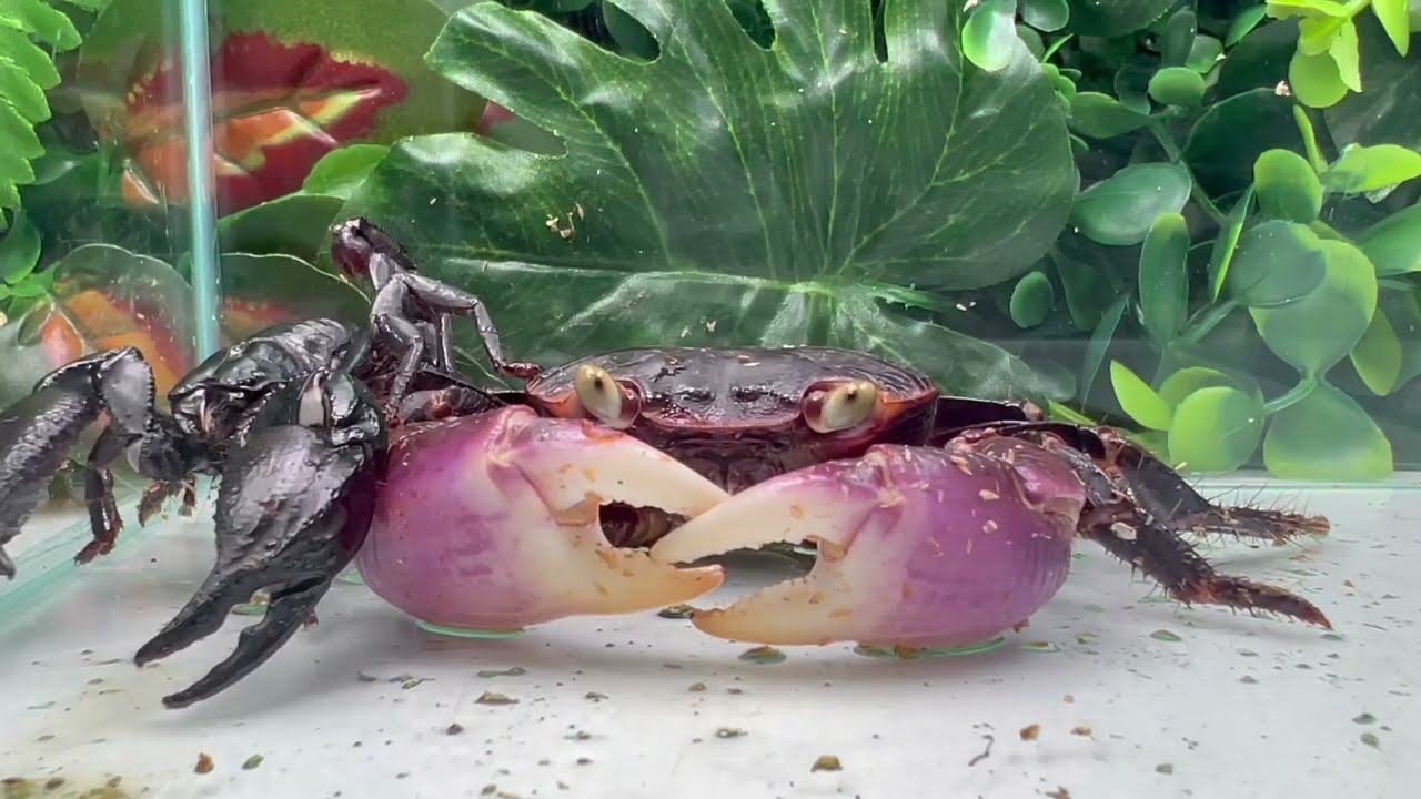 Who would have the advantage in a fight between a crab and a scorpion?