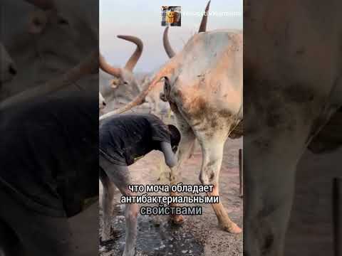 , title : 'В африканском племени Мундари принято мыть голову коровьей мочой'