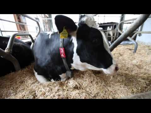 Clip video de promovare proiect RURACT