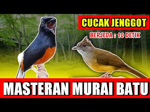 MASTERAN MURAI BATU - suara Cucak jenggot Gacor jernih keras berjeda 10 detik untuk variasi playist