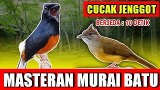 Download lagu MASTERAN MURAI BATU - suara Cucak jenggot Gacor  jernih keras berjeda 10 detik untuk variasi playist mp3