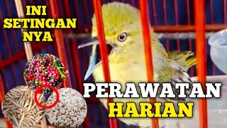 Download lagu How to Care for Cipoh Daily So It Sings Quickly, Sirtu Care So It Sings Quickly #kicaumania mp3 Download lagu How to Care for Cipoh Daily So It Sings Quickly, Sirtu Care So It Sings Quickly #kicaumania mp3