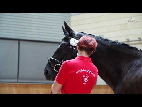 Stutenleistungsprüfung Finest little Lady 2020