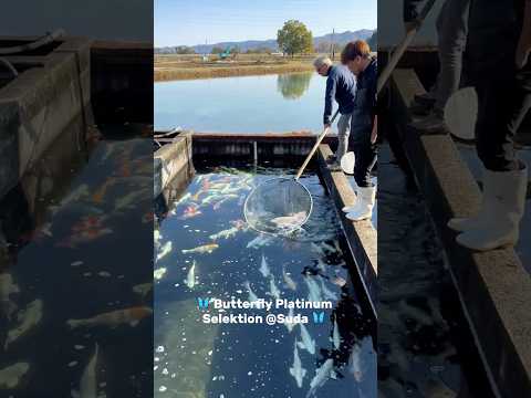 Video Vorschau in Japan