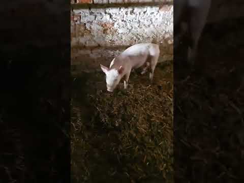 Nuovo ingresso nella casa del fattore !!!! 🐽🐖🐷 ISAIA 🐽🐖🐷