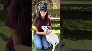 Video preview image #1 Jack Russell Terrier-Unknown Mix Puppy For Sale in Pasadena, CA, USA
