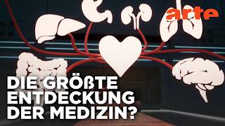 Blutkreislauf: Im Herzen des Körpers | Impulse | ARTE