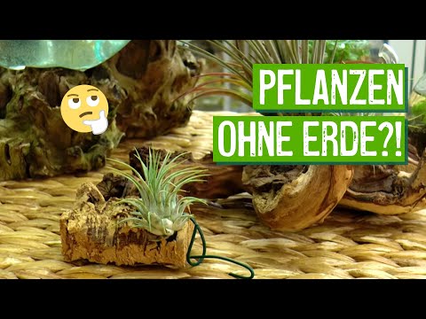 Die Schuppenflechte der Geschlechtsorgane der Frau des Fotos Die Nuss hilft bei der Schuppenflechte