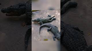 Ele entrou na JAULA DO JACARÉ!