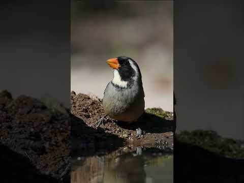 🐦 Un picahuesos o pepitero de collar, en la Reserva Privada Punta del Agua en Luján, San Luis.