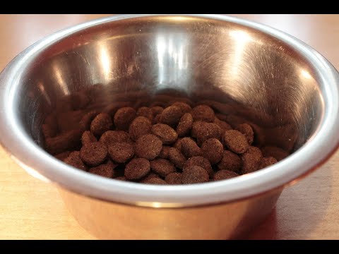 YouTube video about: How to soften dry dog food?