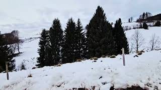 Winterspaziergang an der B500 bei Todtmoos | Schwarzwald 2025