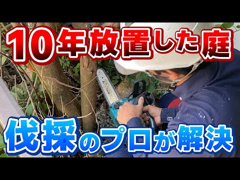挿し木するか折れた枝を取り除く 切り倒す 木を保存する 専門家の助けを求める 専門家の意見
