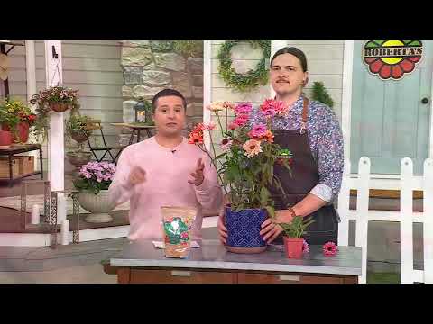 Robertas 3-teiliges Sunseekers Echinacea-Set lebender Pflanzen auf QVC