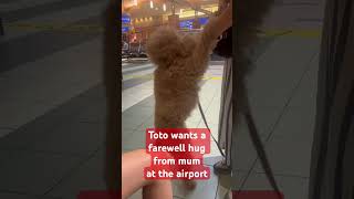 Toto the Toysize Goldendoodle wants to say goodbye to his mum