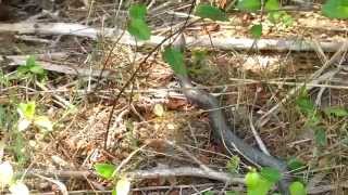 preview picture of video 'Mating Snakes at Heislerville WMA, New Jersey'