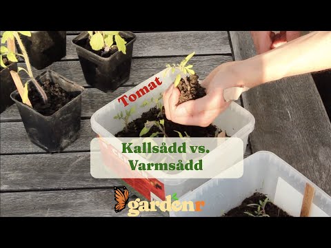 Cold sowing vs. hot-sown tomato - Gardenhacks by GardenR