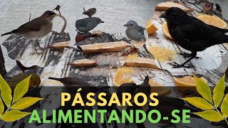 Pssaros Silvestres Alimentando-se no Quintal de Casa com Frutas e Quirela de Milho #pssaros