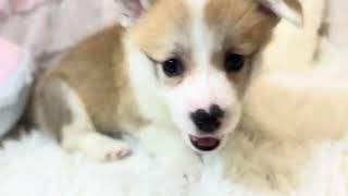 コーギーの動画01