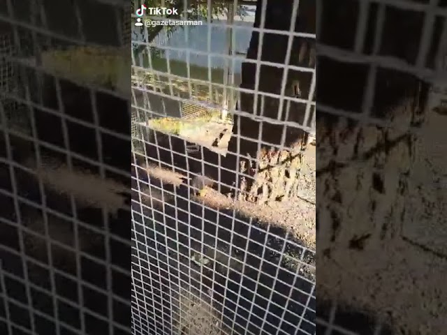 Сармановские белочки то ли под музыку танцуют, то ли от скуки