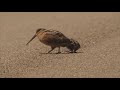 funny dancing bird woodcock on the move