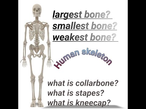 What are the 5 most important bones in your body?  Smallest ,weakest, largest important for exams