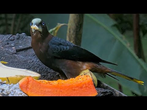 CLOSE-UP! Oropendolas, Tanagers, and Euphonias on the Panama Fruit Feeder | April 29, 2024