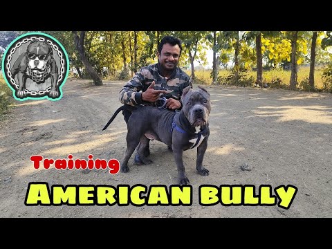 American bully training video | Bedi dog trainer in Nagpur | Must watch | Pets Vlog