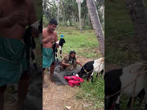 ആട്🐐 #farmingtraditions #agriculture #farmer #farming101 #agriculturefarming #farming #urbanfarming