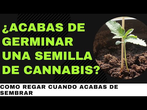 , title : 'Consejos Básicos sobre el Riego en Plántulas de Marihuana - Cultivo Cannábico'