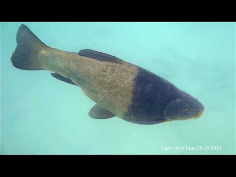 Fish Tench (Tinca tinca) reproduction Lutry/ Accouplements de tanches by Nadia Zuodar