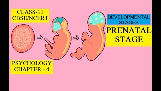 CLASS-11, PSYCHOLOGY, CHAPTER-4. PRENATAL STAGE OF HUMAN DEVELOPMENT. #cbse #ncert #class11