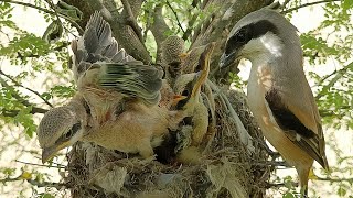 Download lagu Induk Burung Shrike Berekor Panjang Merawat Bayi-bayinya di Sarang mp3