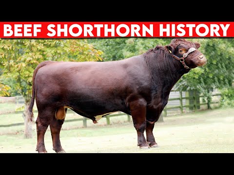 , title : '⭕ Cattle Breeds Beef Shorthorn HISTORY✅ Every Breed In The World || Shorthorn BULLS  / Biggest Bulls'