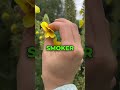 Mullein Leaf Benefits