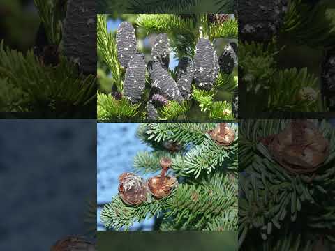 The Yukon's Subalpine Fir | Map of Canada's Official Trees ep 7
