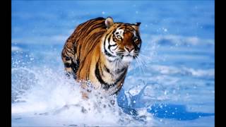 Mychael Danna - Pi´s Lullaby