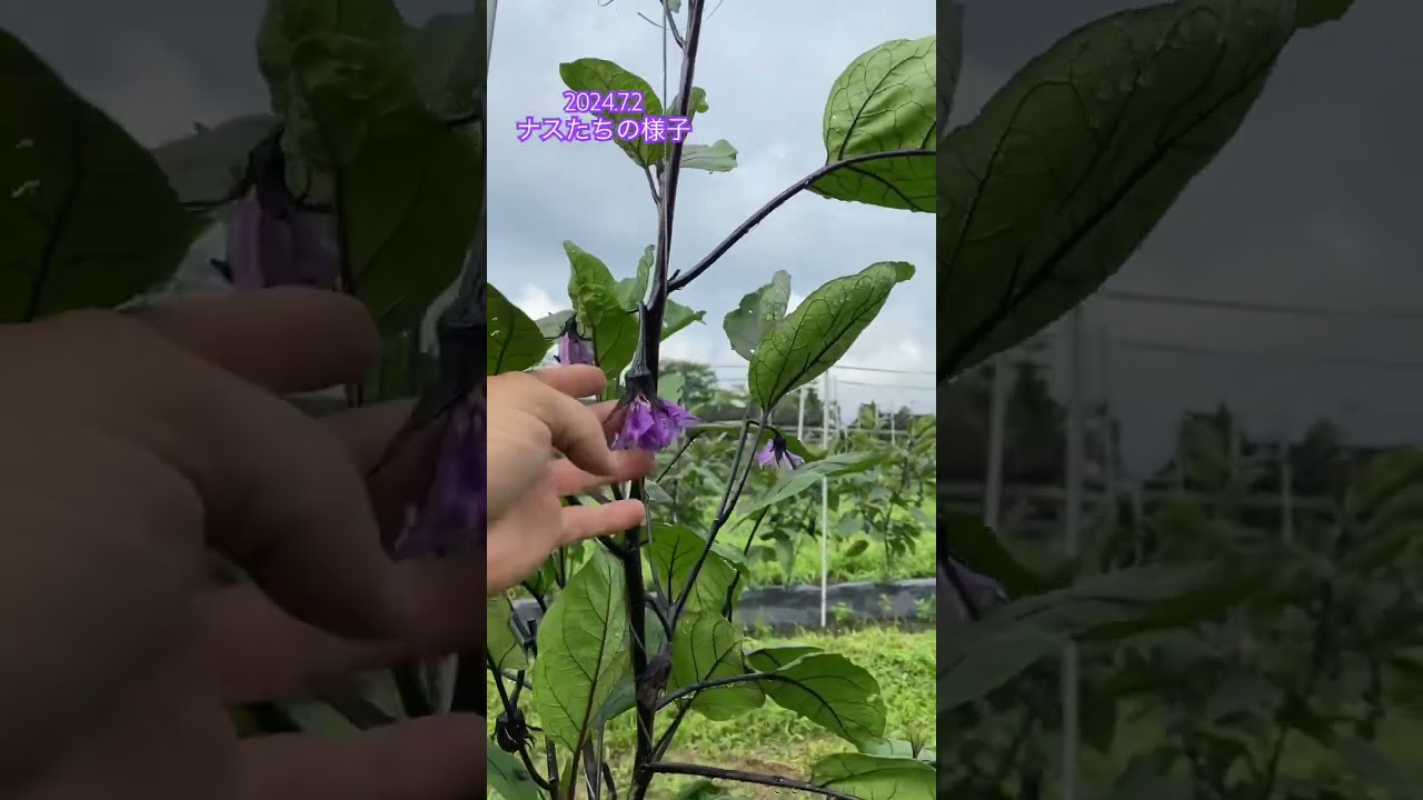 【ナス 7月】これからの季節がいよいよ茄子(夏)本番！追肥と芽かき作業を頑張ってたくさん収穫するぞ！2024.7.2 #ナスケン