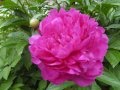 Garden of PRITI PATEL 2014 - YouTube