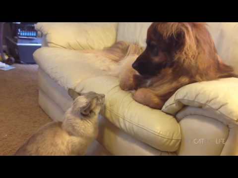 Video Divertente Gatti vs Cani
