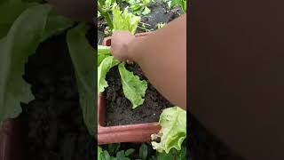 Mag harvest tayo guys upon, 🍈, lettuce 🥬, sarap gulay araw araw . fresh from my garden.#ofwintaiwan