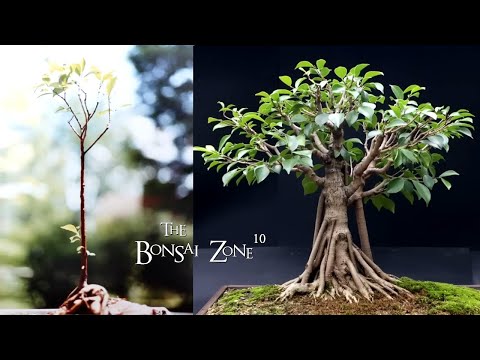 31 Years of My Ficus microcarpa, The Bonsai Zone, Dec 2023