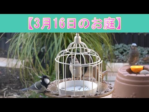 無垢材のスタンドに木製の鳥酒飲み